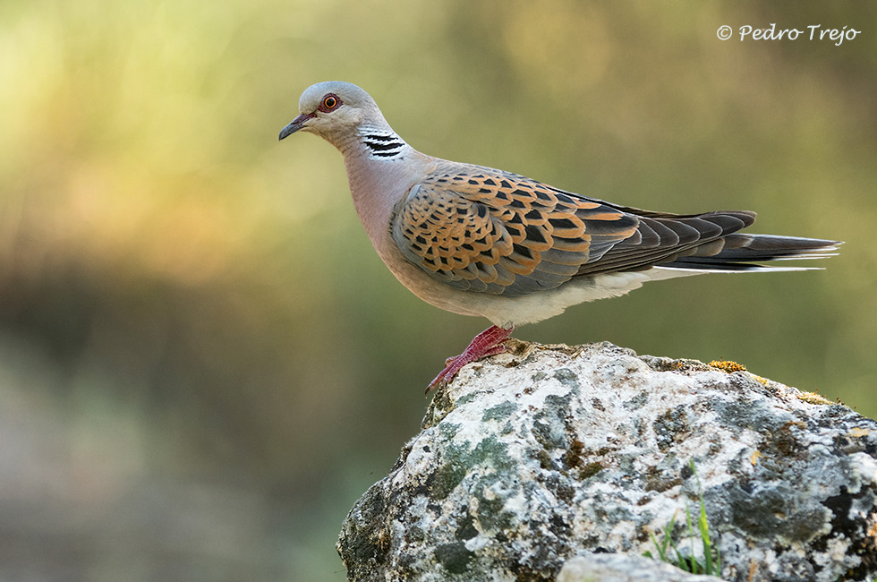 Tortola común (Streptopelia turtur)